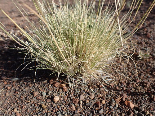 Silky Bushman Grass (Stipagrostis uniplumis) · iNaturalist