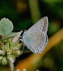 Polyommatus daphnis