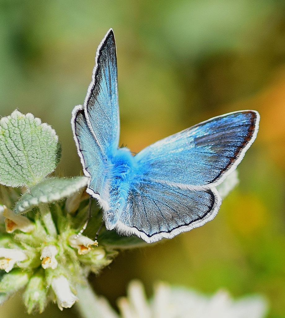 Spanish Chalk-hill Blue