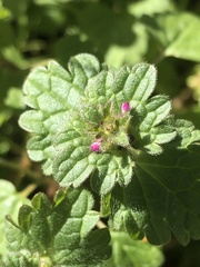 Lamium amplexicaule