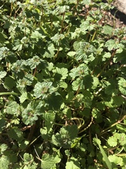 Lamium amplexicaule