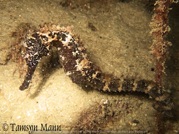 Tiger-Tail Seahorse