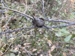 Dryocosmus asymmetricus