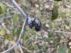 Dryocosmus asymmetricus
