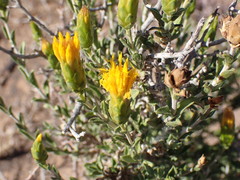 Pteronia viscosa