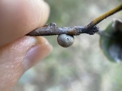 Kermesidae