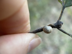 Kermesidae