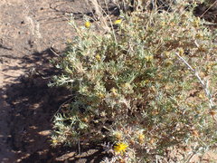 Oedera humilis