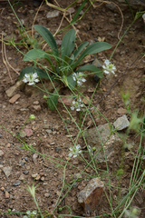 Nigella arvensis