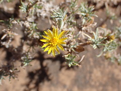 Oedera humilis