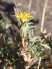 Oedera humilis