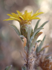 Oedera humilis