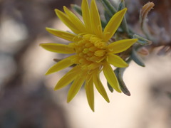 Oedera humilis