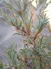 Oedera humilis