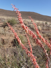 Gasteria disticha