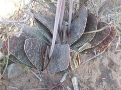Gasteria disticha