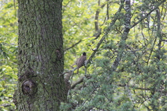 Pycnonotus barbatus layardi