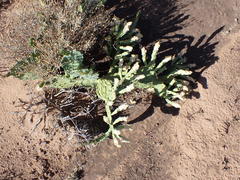 Opuntia cespitosa
