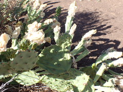 Opuntia cespitosa