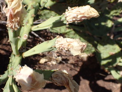 Opuntia cespitosa
