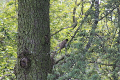 Pycnonotus barbatus layardi
