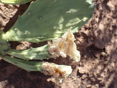 Opuntia cespitosa