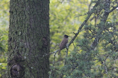 Pycnonotus barbatus layardi