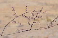 Eriogonum deflexum deflexum