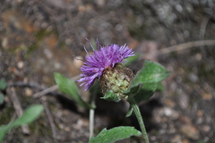 Centaurea pectinata