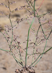 Eriogonum deflexum deflexum