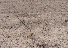 Eriogonum deflexum deflexum