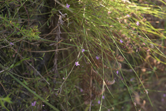 Lobelia eckloniana
