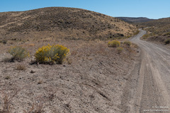 Eriogonum deflexum deflexum