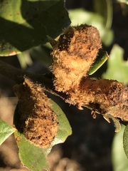 Heteroecus melanoderma