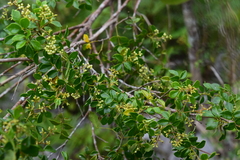 Amyris apiculata