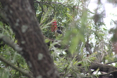 Trachyphonus vaillantii