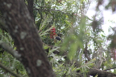 Trachyphonus vaillantii