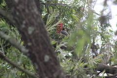 Trachyphonus vaillantii