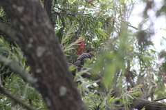 Trachyphonus vaillantii