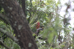 Trachyphonus vaillantii
