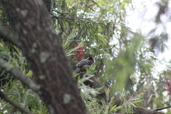 Trachyphonus vaillantii