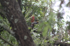 Trachyphonus vaillantii