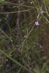 Lobelia eckloniana