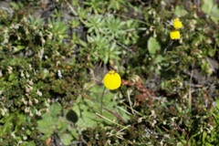 Calceolaria filicaulis