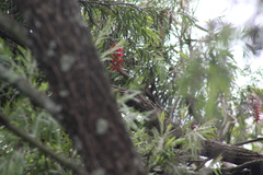 Trachyphonus vaillantii