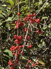 Ilex decidua