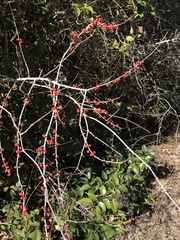 Ilex decidua