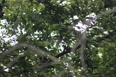 Trachyphonus vaillantii