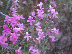 Dicerandra linearifolia