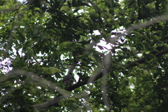 Trachyphonus vaillantii